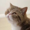 lazycatsong